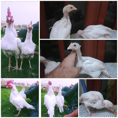 2 high quality Heera Bengum male  chicks