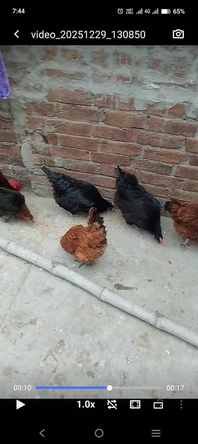 total 6 Peace hn 2 astrlop murgyan 3 golden misri 1 murga 346.3834937