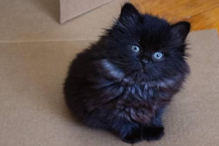 Persian Double Coated Black Kitten