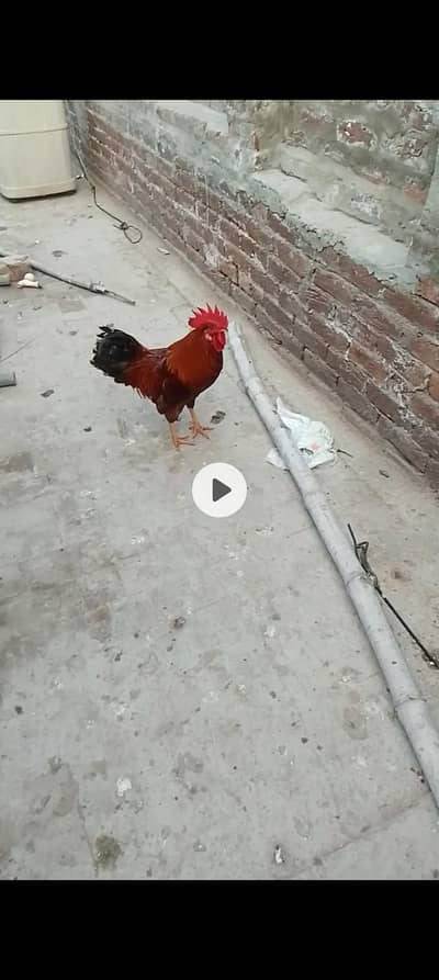 1 Murga2 aster loop murgyan 3 golden misri  03463834937