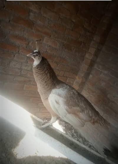 silver pied male and cameo female for sale