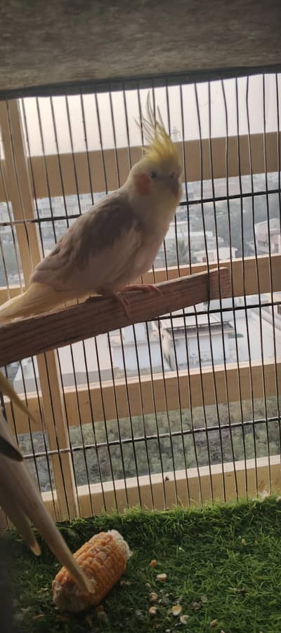 ceremino pide healthy pair with tocking