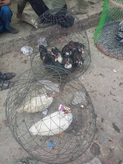 Lenovo Muscovy duck breeder pairs available,eggs fertile