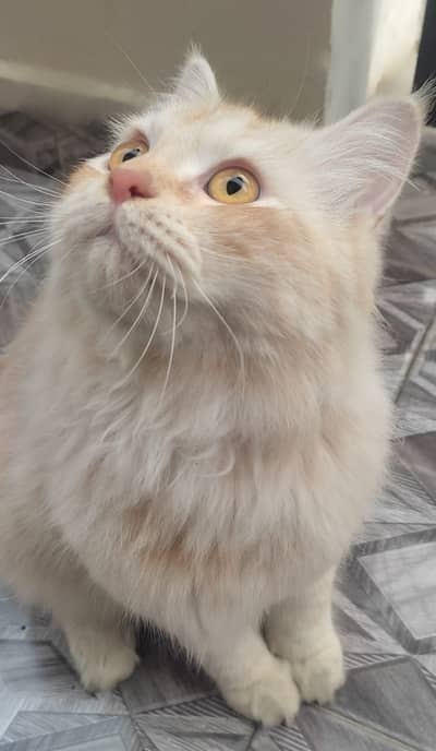 Persian Kitten (8 Months)