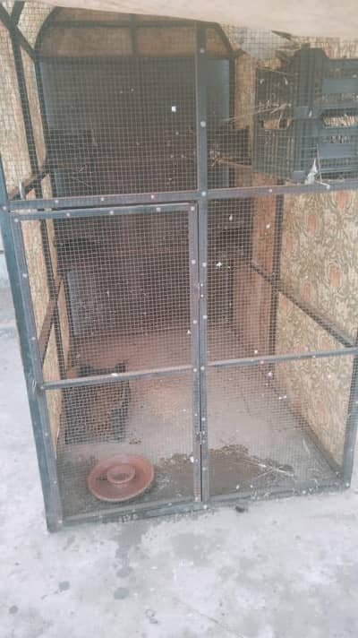 birds hen cages large size  03044896687