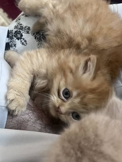 Persian kittens