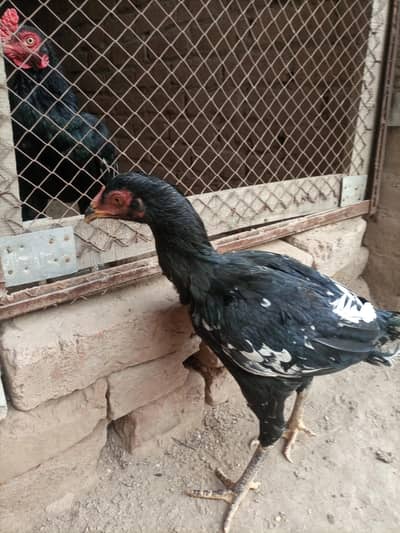 9 month aseel Heera pathi