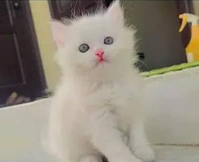 Persian kitten female Blue eyes 2 month age 0345/0075/589