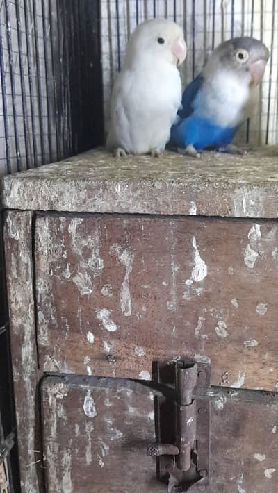 Lovebirds Breeder Pair Blue To Albino with box 3k fnf 03222088869