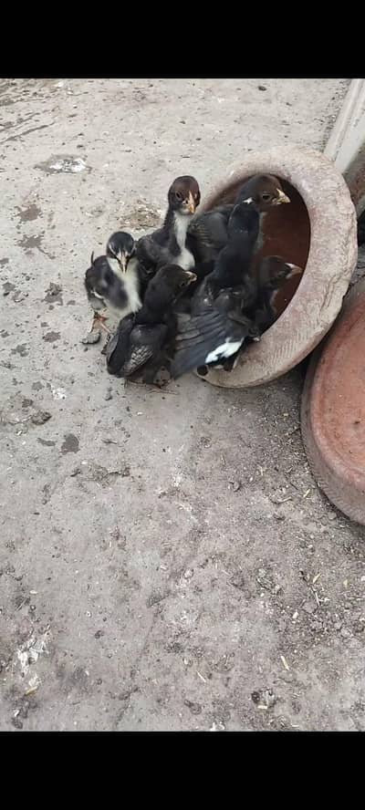 Aseel Chicks