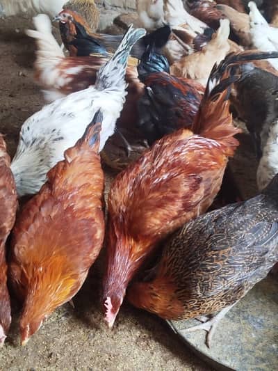 golden misri for sale