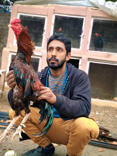 pure aseel mianwali breeder