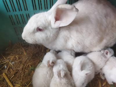 newziland white 2 females with 7 bunnys