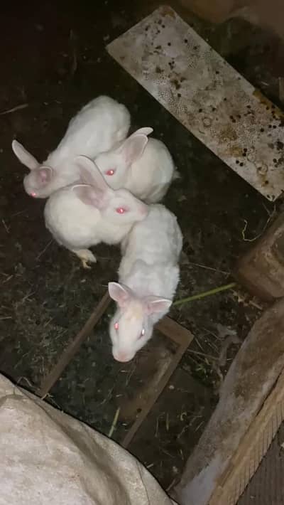 red eyes rabbit breed pair healthy  what's app number 03167092464