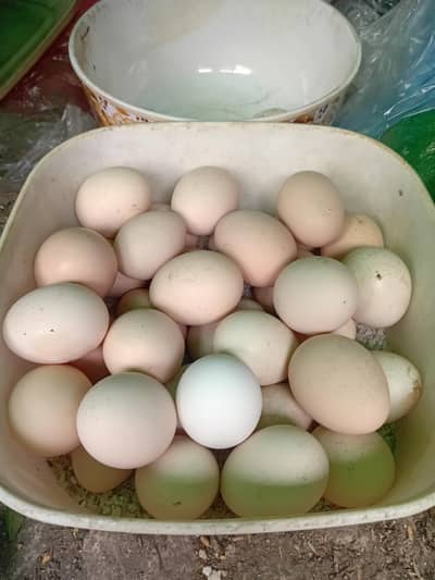 dasi egg for sale
