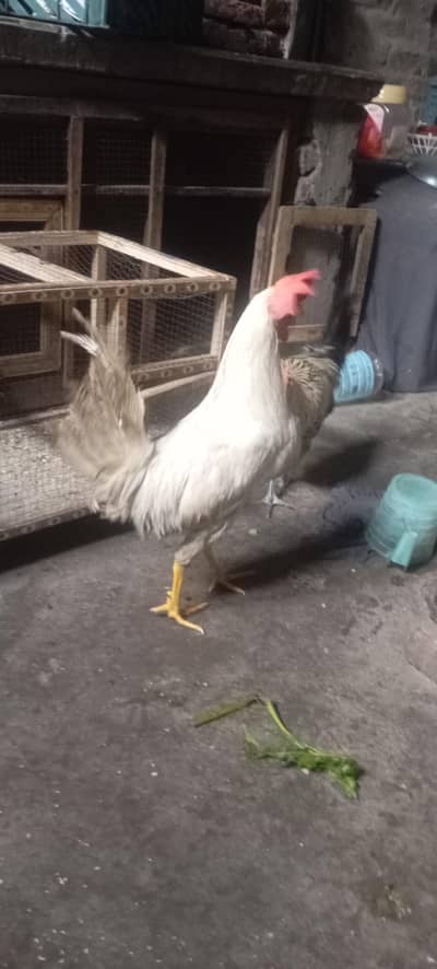 brailer chicks 100% active good condition