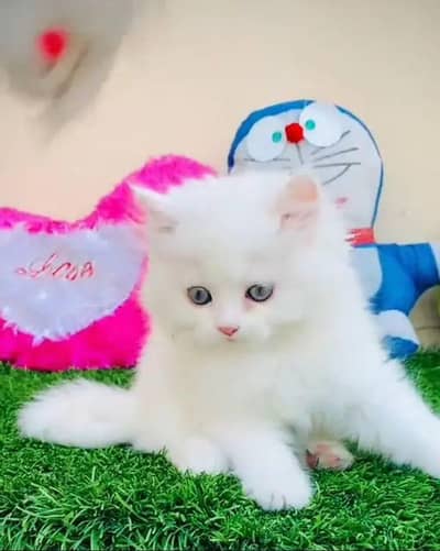 Persian cat Blue eyes later train 5 phase my WhatsApp 03046850986
