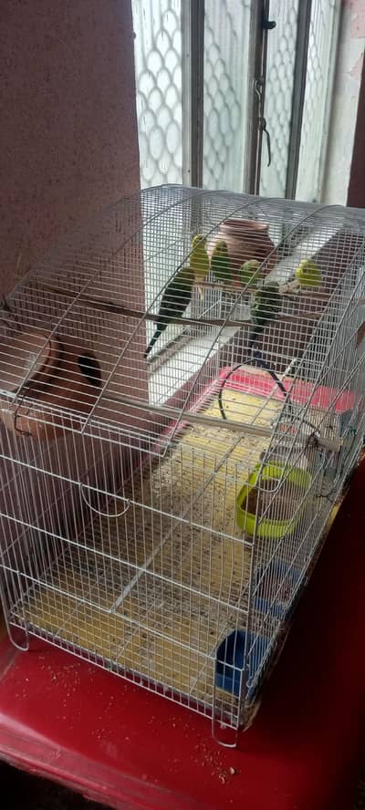 Australian  for sale