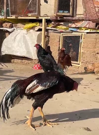 2 murghy Lasani lakha 1 eye breeder and mushka patha top quality