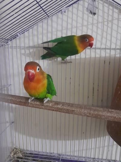 love bird pair