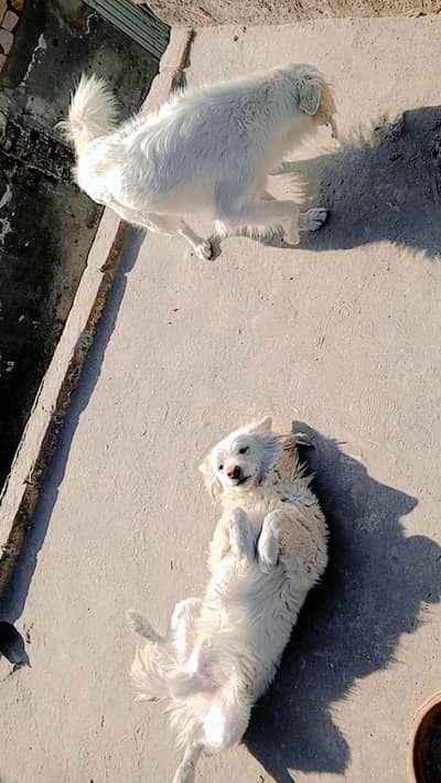 Two White color Pair Dogs triple and double coat