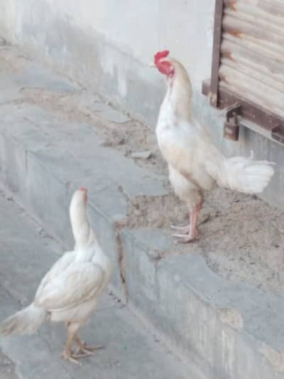 Aseel hera murga / aseel murgi for sale / aseel hera pair Healthy