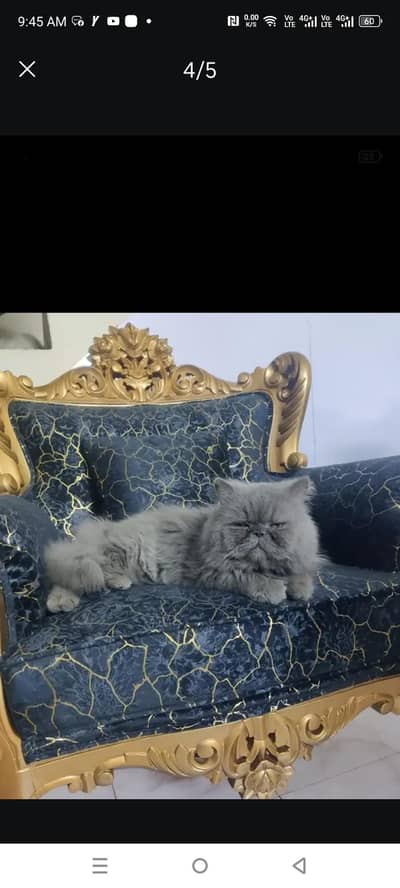 breader male for stud