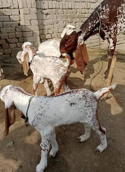 3 Bacchon Ka Sath Desi Bakri For Sale (Call "_03487390292)