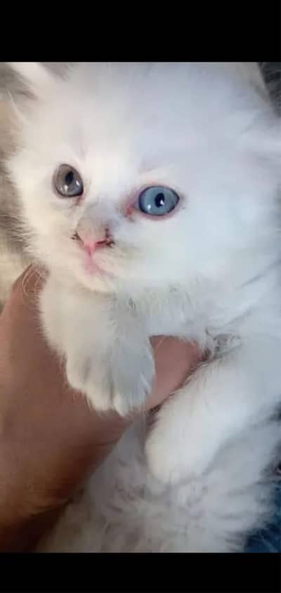 white kitten for sell