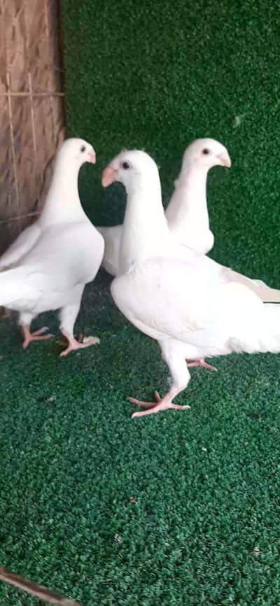 German beauti chicks