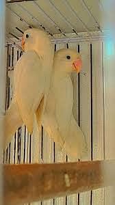 Pair with chicks, Exchange Possible 0