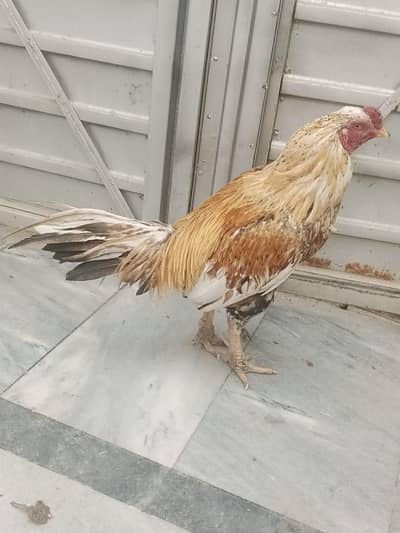 Gadra Breeder aseel  Male for ssale and exvhange posiible 03285080289