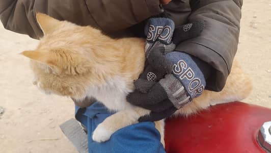 urgent for sale hai location chakwal hai