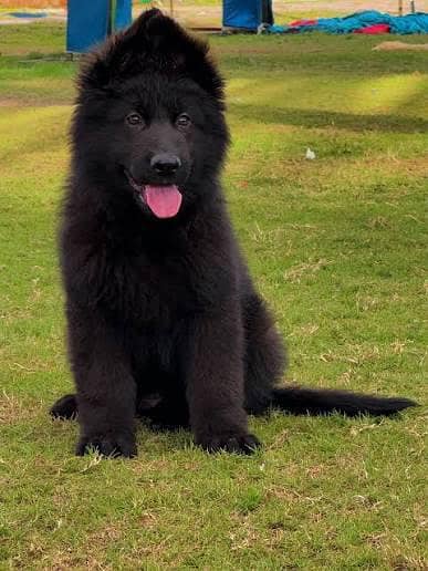 gurman shaft Dog My WhatsApp 03257448377 #