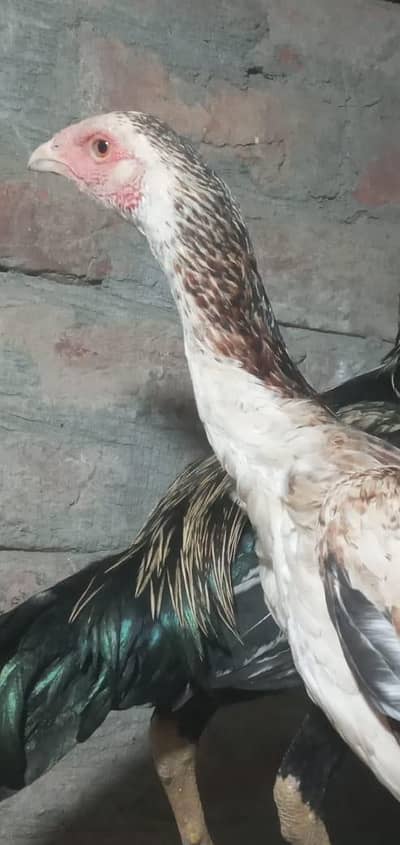 aseel chaimadi 03074204368