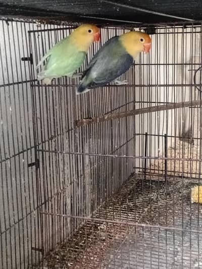 Parblue Opaline Dilute with Violet Opaline