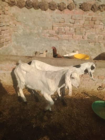 jori bakre for sale beautiful colour