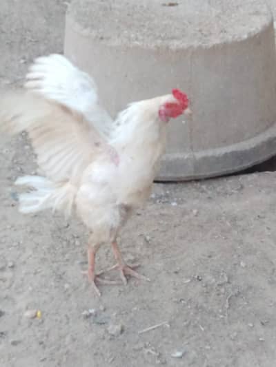 Aseel hera murga / aseel murgi for sale / aseel hera pair Healthy