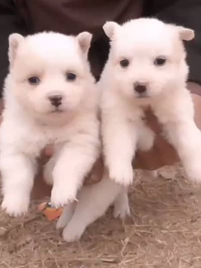 Russian pappi pair for sale active and healthy