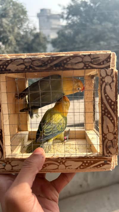 Parblue opaline Pal fellow 100% Breeder 5 ags average