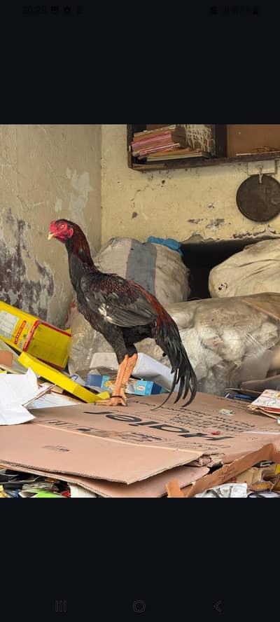 Turkish Hint Aseel Murga