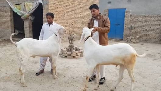 2 Bakre urgent for sale. +03291198926