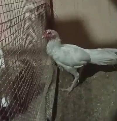 High Quality Heera Male