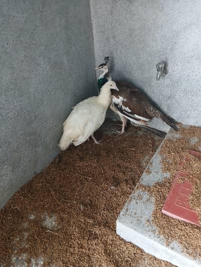 Peacock  pair reasonable price