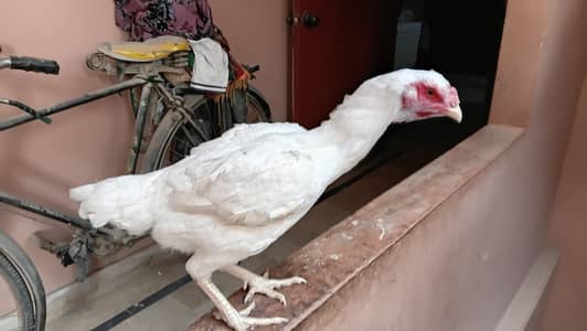 Triple body long height, High Class Pure Heera Female age 1 year