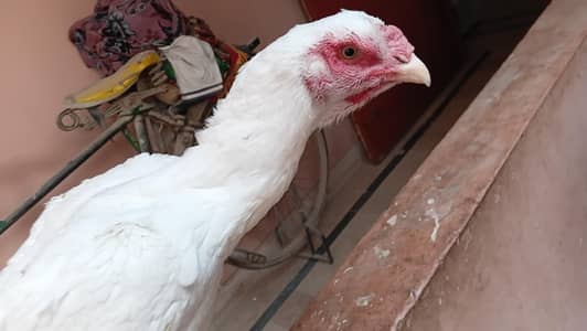 Triple body long height, High Class Pure Heera Female age 1 year