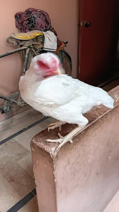 Triple body long height, High Class Pure Heera Aseel madi age 1 year