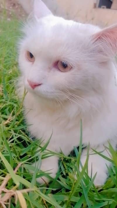 My Persian Cat Persian Beauty  Persian Beauty Fluffy Persian Cat