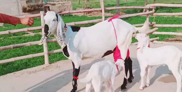 2 Bacchon Ka Sath Desi Bakri For Sale/ +03291198926