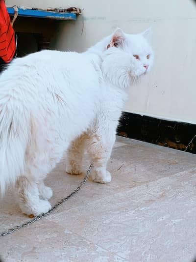 Persian male cat